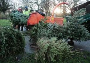 Christmas tree recycling in Catford, Lewisham, South London